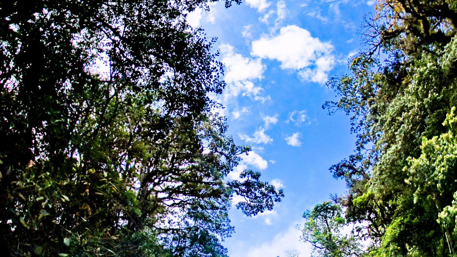 Blick von unten auf hohe Baumkronen mit dunklem und hellgrünem Laub, dazwischen blauer Himmel mit weißen Wolken.