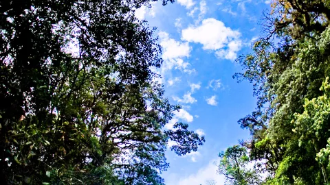 Blick von unten auf hohe Baumkronen mit dunklem und hellgrünem Laub, dazwischen blauer Himmel mit weißen Wolken.
