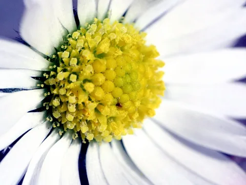 Makroaufnahme einer weißen Gänseblume mit gelber Blütenmitte voller Staubblätter, Bildmitte leicht rechts von der Mitte.