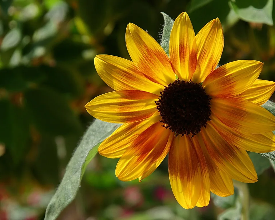 Eine gelb-orange Sonnenblüte mit dunkelbrauner Mitte vor unscharfem grünem Laub, links im Bild ein graugrünes Blatt.