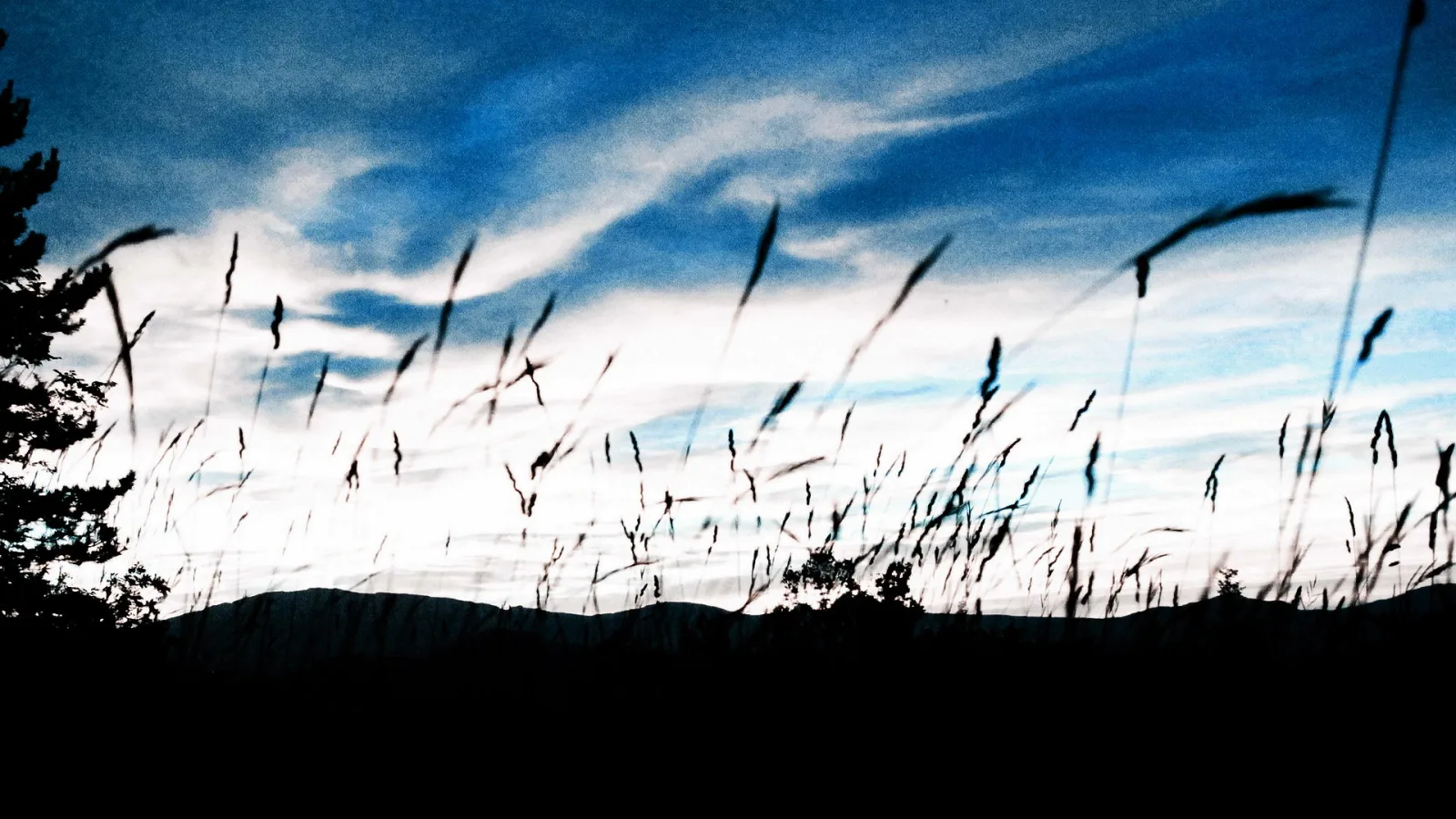 Silhouetten hoher Gräser und einer Baumkrone vor einem blau-weiß gestreiften Abendhimmel, unten eine dunkle Hügelkette.