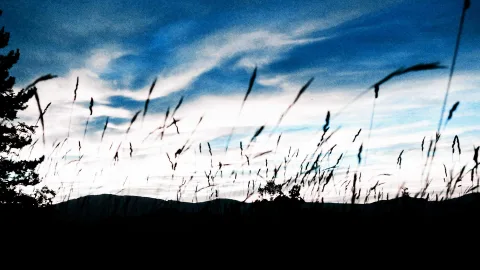 Silhouetten hoher Gräser und einer Baumkrone vor einem blau-weiß gestreiften Abendhimmel, unten eine dunkle Hügelkette.