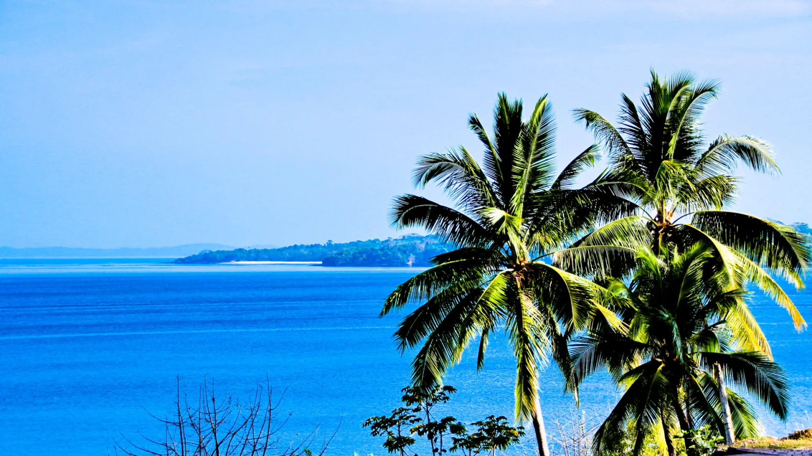 Mehrere Palmen am linken Bildrand vor blauem Meer, am Horizont eine bewaldete Insel unter klarem Himmel.