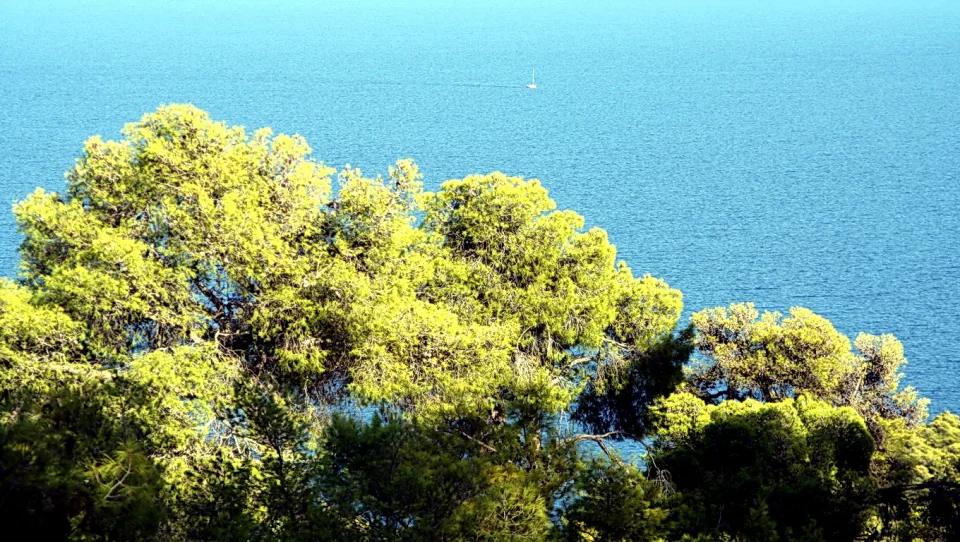 Grüne Baumkronen im Vordergrund, dahinter eine weite blaue Meeresfläche mit einem kleinen Segelboot am Horizont.