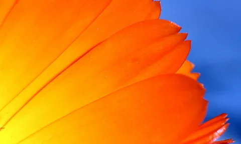 Nahaufnahme orangefarbener Blütenblätter, die von links unten nach rechts oben gefächert sind, vor blauem Hintergrund.