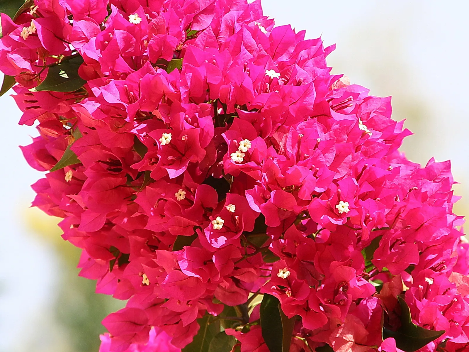 Dichte Traube pinkfarbener Bougainvillea-Blüten mit kleinen weißen Blütenkelchen, dazwischen dunkelgrüne Blätter vor hellem, unscharfem Hintergrund.