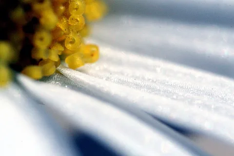 Makroaufnahme einer weißen Blüte mit gelben Staubbeuteln im linken oberen Bereich, die Blütenblätter sind schräg von links unten nach rechts oben angeordnet und zeigen feine Glitzerpunkte.