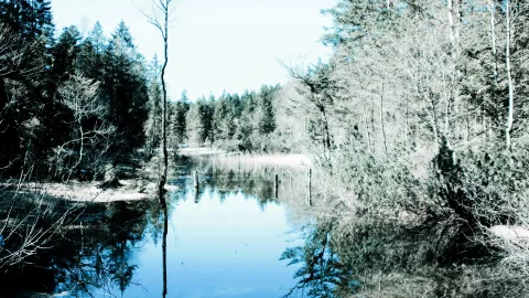 Ein ruhiger Waldsee im Frühjahr, links und rechts kahle Büsche und Nadelbäume, deren Spiegelbild sich im glatten Wasser abzeichnet; im Vordergrund ragen Pfähle aus dem Wasser.