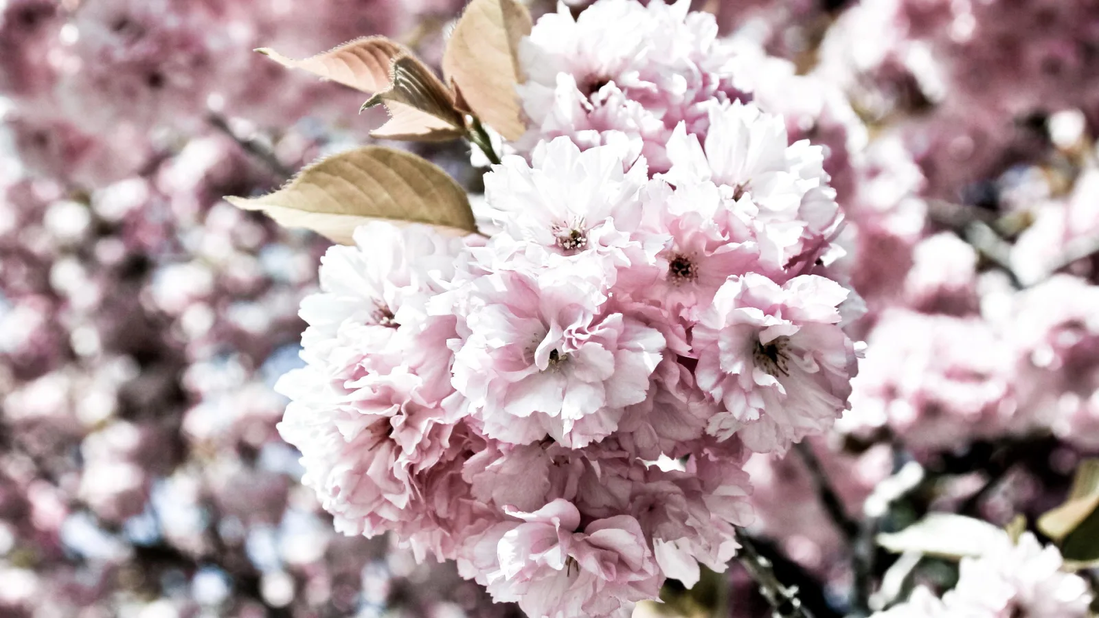 Nahaufnahme einer dichten Dolde rosa gefüllter Zierkirschblüten an einem Zweig mit braungrünen Blättern vor unscharfem rosa Blütenhintergrund.