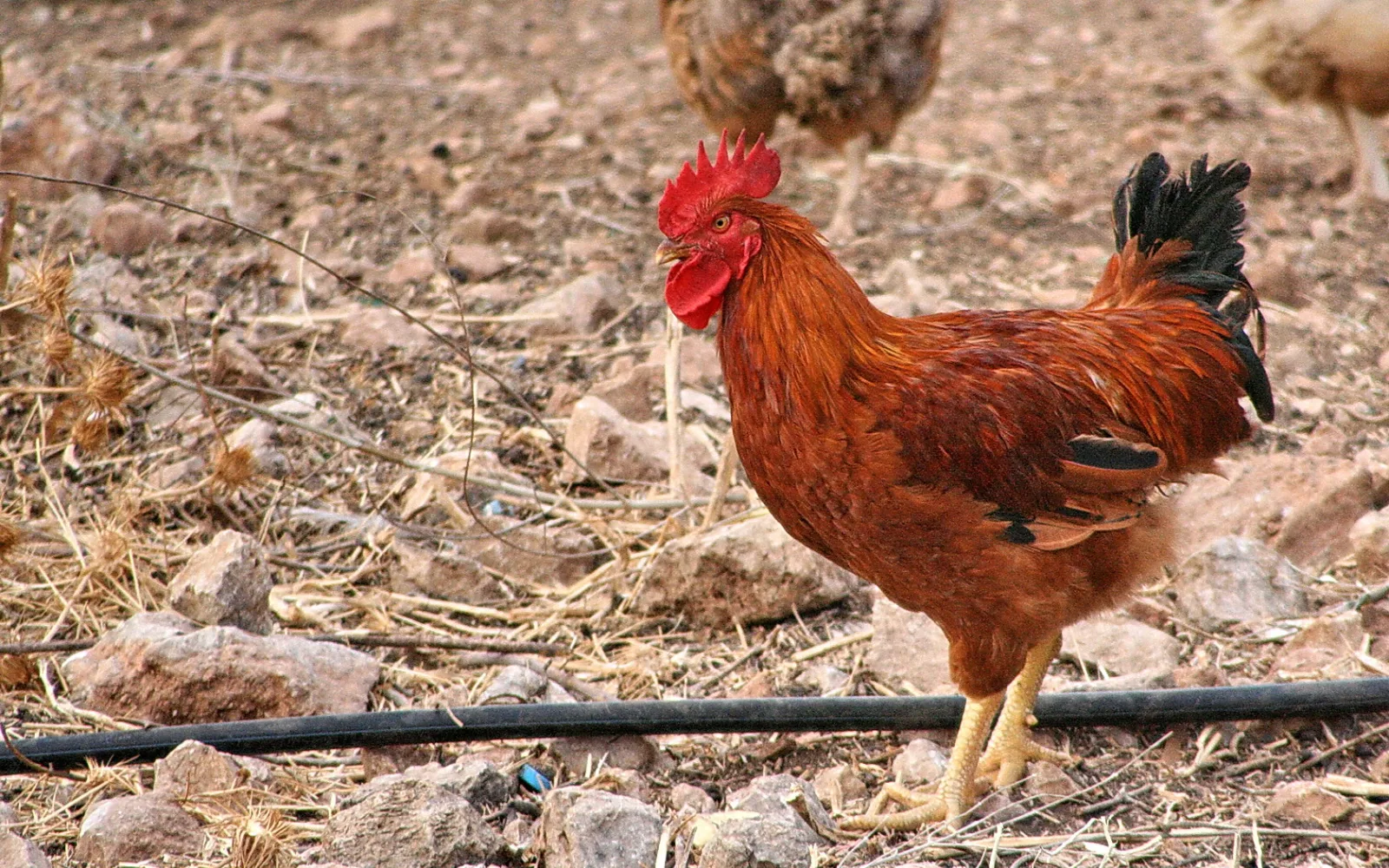 Ein brauner Hahn mit rotem Kamm und schwarzen Schwanzfedern steht auf trockenem, steinigem Boden neben einem schwarzen Schlauch, im Hintergrund ein weiteres Huhn.