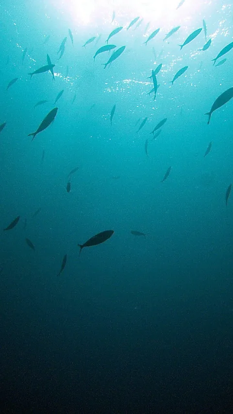 Ein Schwarm schlanker Fische schwimmt in blaugrünem Wasser, die Sonne bricht von oben durch die Oberfläche, nach unten wird das Wasser dunkler.
