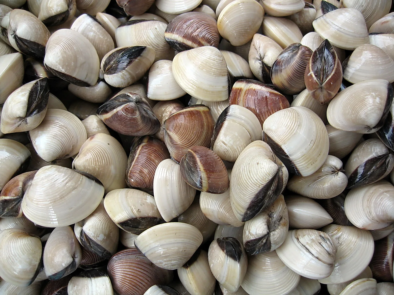 Dicht gehäufte Muscheln mit cremeweißen und braunen Schalen, die dunkle Schlossränder zeigen