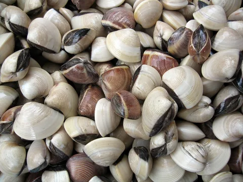 Dicht gehäufte Muscheln mit cremeweißen und braunen Schalen, die dunkle Schlossränder zeigen