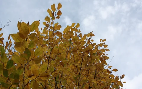 Ein Laubbaum mit goldgelben Blättern vor bewölktem Himmel, von unten fotografiert.