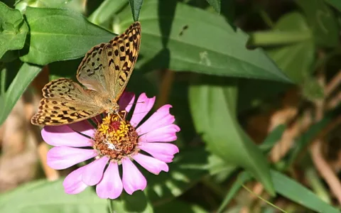 Ein gefleckter Schmetterling mit geöffneten Flügeln sitzt auf einer rosa Zinnienblüte vor unscharfem grünem Laub.