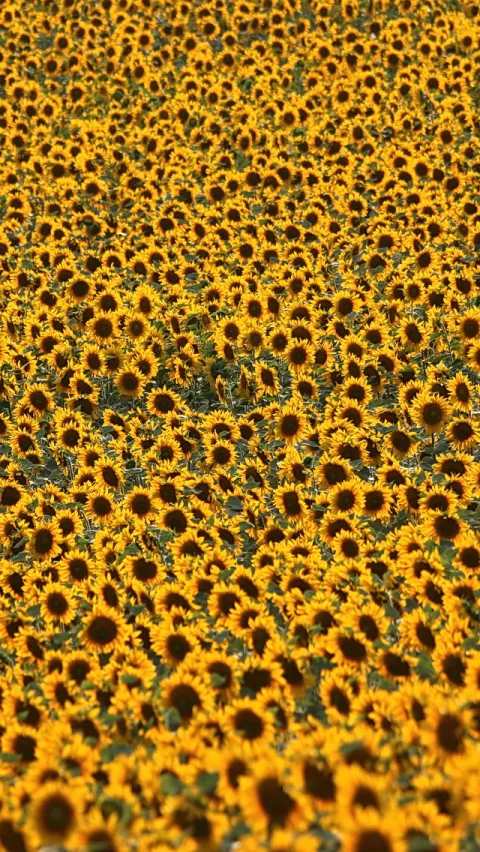 Dichtes Feld aus gelben Sonnenblumen mit dunklen Blütenmitten, dicht gedrängt bis an den Bildrand, im Hochformat aufgenommen.
