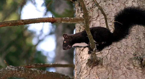 Ein schwarzes Eichhörnchen mit heller Brust klettert seitlich an einem rauen Baumstamm nach oben.