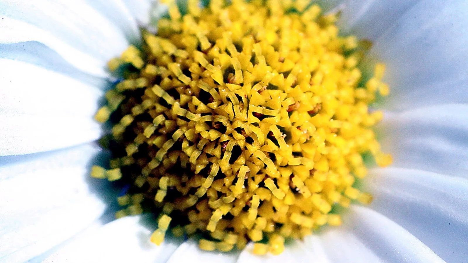 Nahaufnahme einer weißen Blüte mit dichter, gelber Mitte aus kleinen Blütenröhrchen