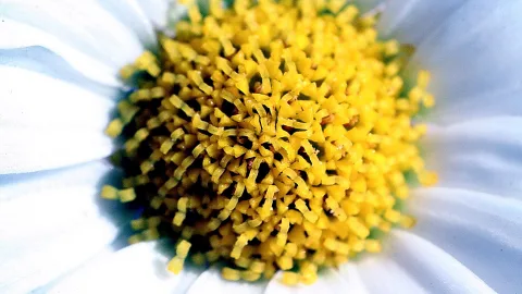 Nahaufnahme einer weißen Blüte mit dichter, gelber Mitte aus kleinen Blütenröhrchen