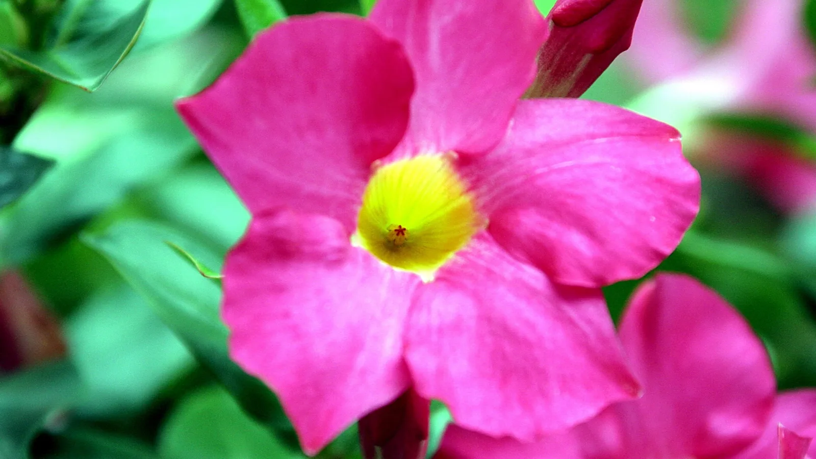 Nahaufnahme einer pinken Blüte mit gelber Mitte vor unscharfem grünem Laub