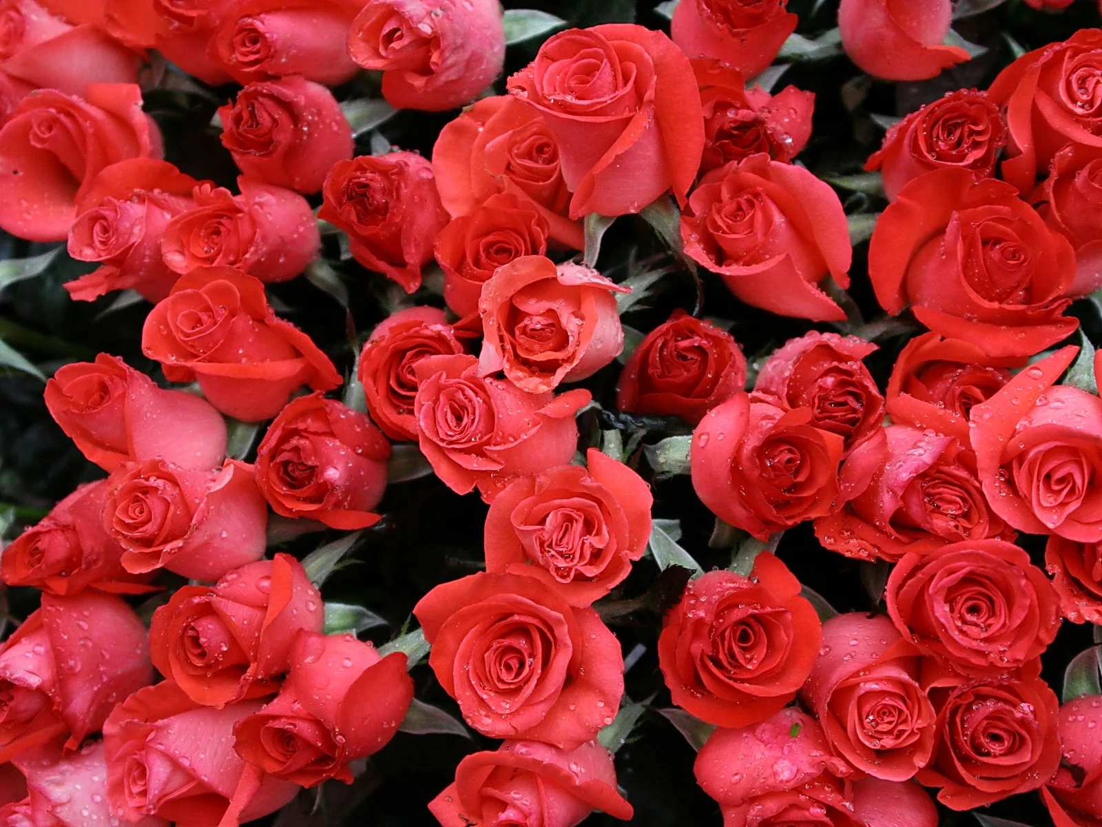 Viele rote Rosen mit Wassertropfen, dicht an dicht vor dunklem Laub.