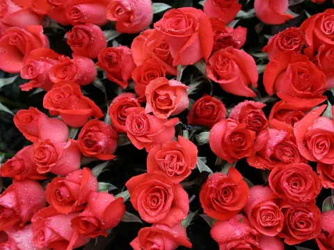 Viele rote Rosen mit Wassertropfen, dicht an dicht vor dunklem Laub.