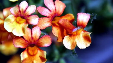 Mehrere orangegelbe Blüten mit rosa Schattierungen, im Vordergrund scharf, dahinter unscharfes dunkelgrünes Laub.