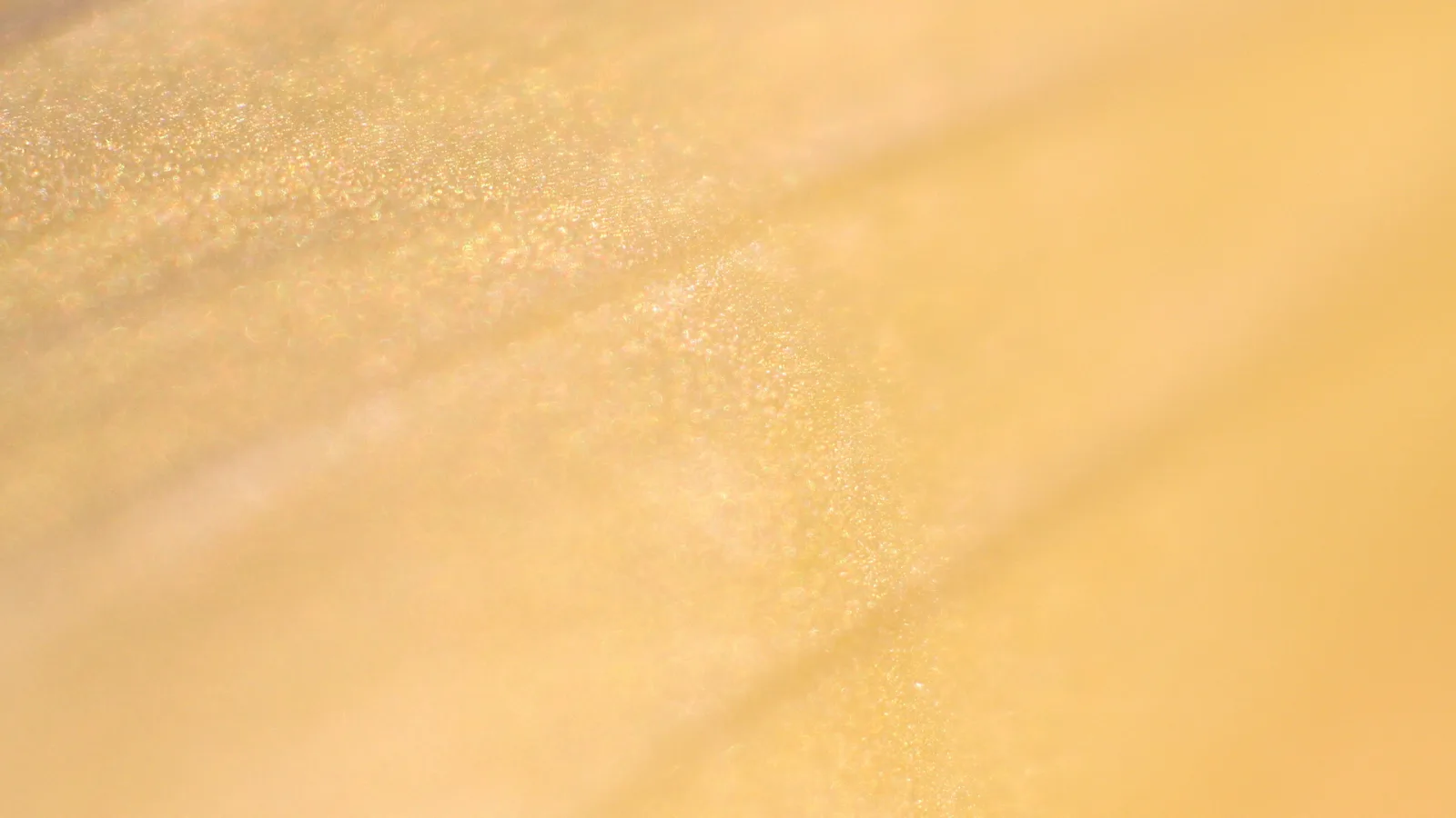Nahaufnahme einer gelben Blütenblattoberfläche mit glitzernden Pollenkörnern und weich verlaufender Unschärfe