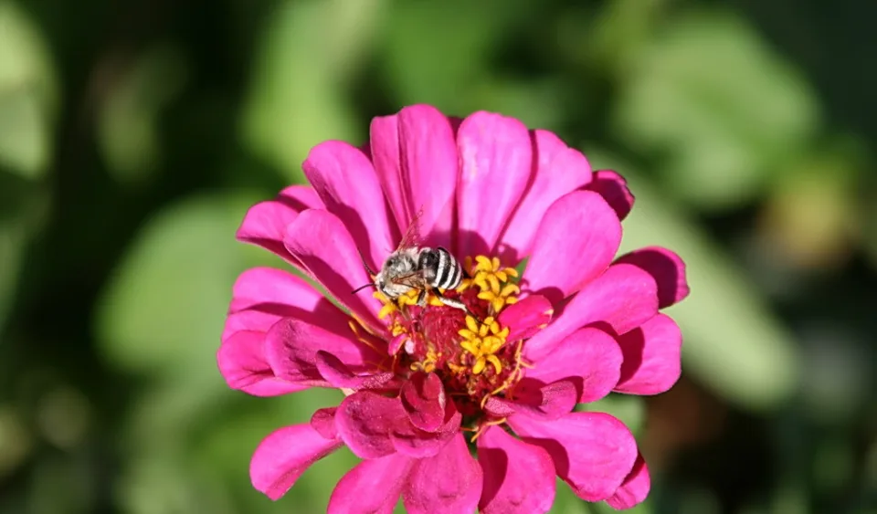 Eine kleine schwarz-weiß gestreifte Biene sitzt auf einer pinkfarbenen Zinnienblüte mit gelben Staubgefäßen vor unscharf grünem Hintergrund.