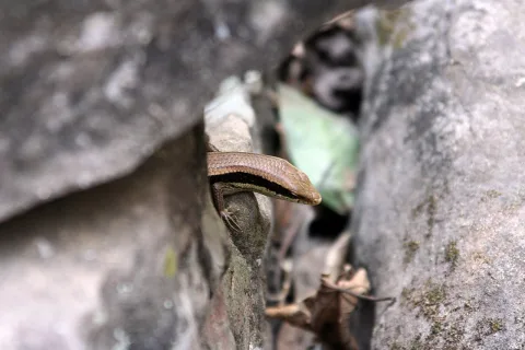 Eine braune Eidechse streckt den Kopf aus einer Spalte zwischen grauen Steinen, dahinter ist ein dunkler Hohlraum zu sehen, unten rechts liegt ein trockenes Blatt.