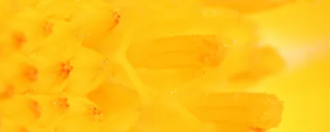 Makroaufnahme gelber Blütenstempel mit körniger Oberfläche vor einem unscharfen, knallgelben Hintergrund.