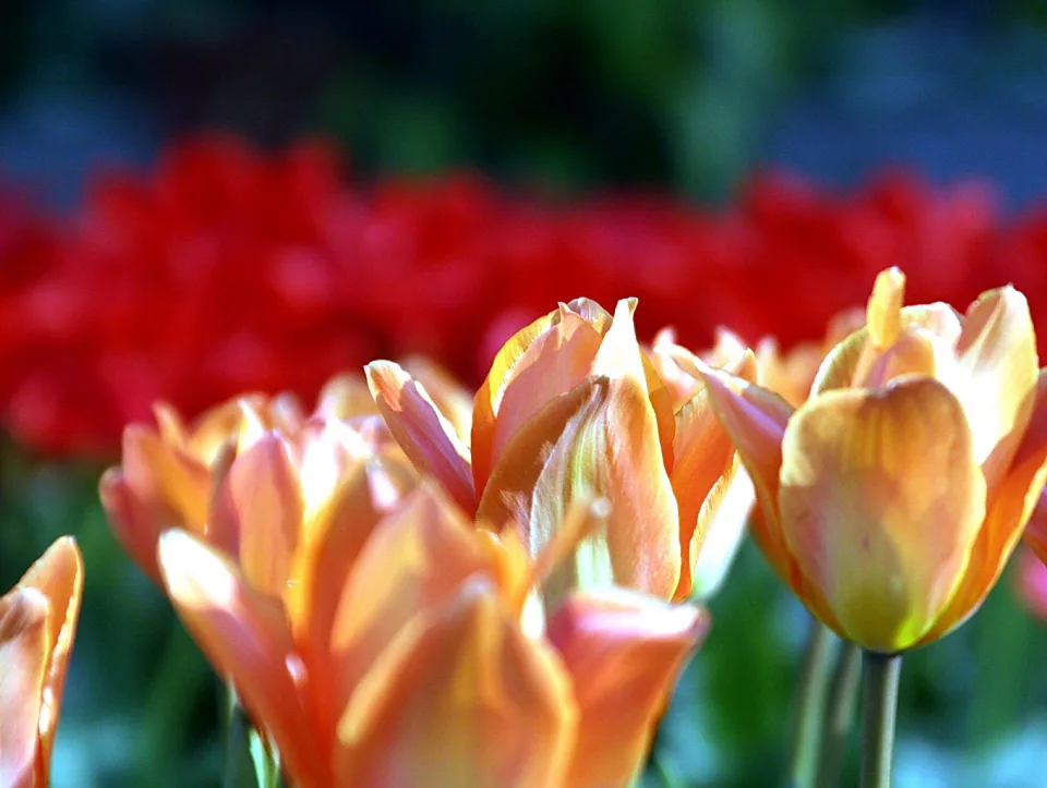 Mehrere orangefarbene Tulpen im Vordergrund, dahinter unscharf eine Reihe roter Tulpen vor grünem Hintergrund.