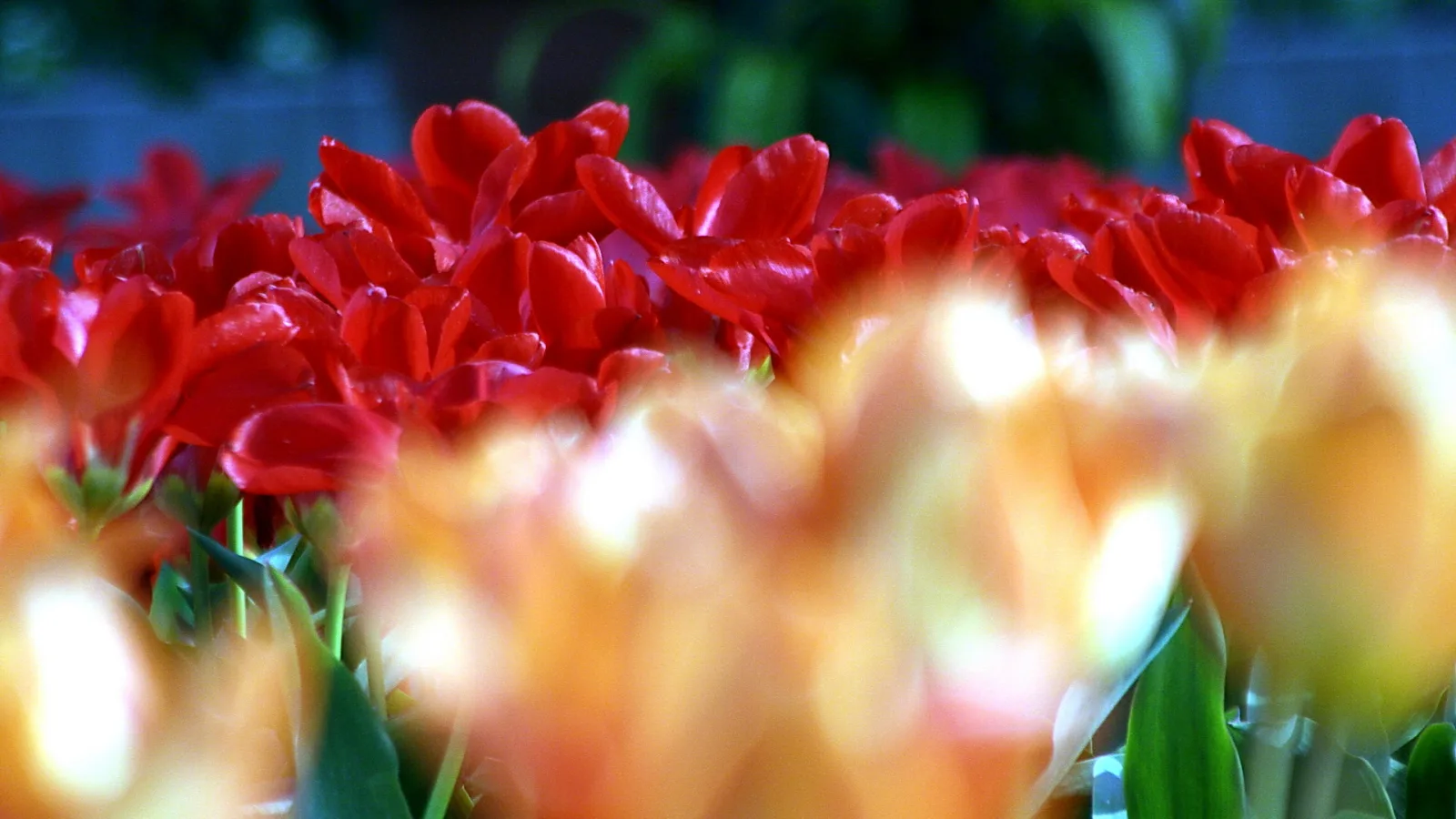 Dichtes Tulpenbeet mit roten Blüten im Mittelgrund, davor unscharfe orangefarbene Tulpen mit hellen Lichtflecken, darunter grüne Blätter.