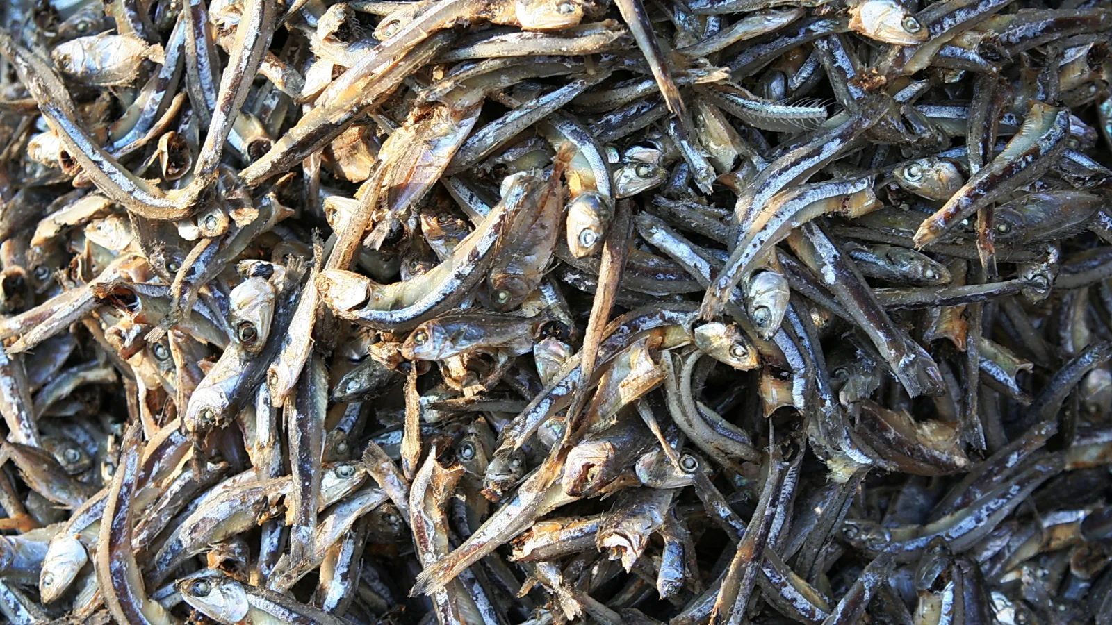 Dichter Haufen getrockneter kleiner Fische, eng übereinander liegend, Nahaufnahme.