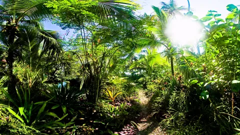 Schmaler Erdpfad führt zwischen dichten grünen Palmen, Farnen und Bromelien in einen sonnendurchfluteten Regenwald, rechts strahlt die Sonne hinter den Blättern.