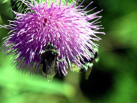 Lila Distelblüte mit zwei Hummeln vor unscharf grünem Hintergrund