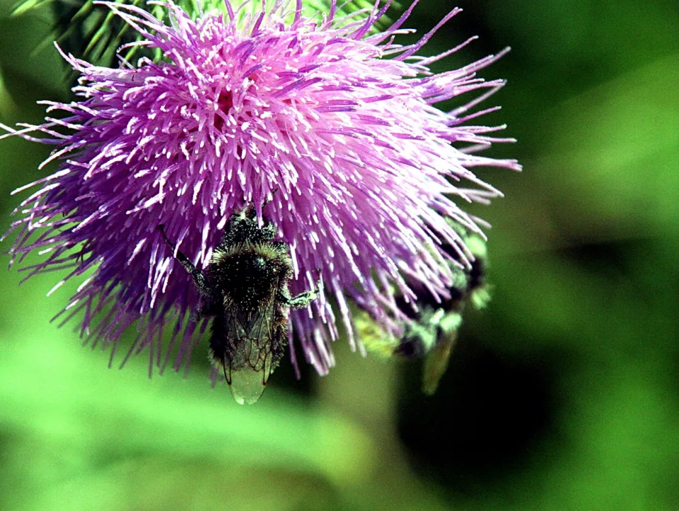 Lila Distelblüte mit zwei Hummeln vor unscharf grünem Hintergrund