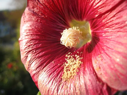 Nahaufnahme einer roten Stockrosenblüte mit cremefarbenen Staubfäden in der Mitte und Blütenstaub auf den Blütenblättern, im Gegenlicht.