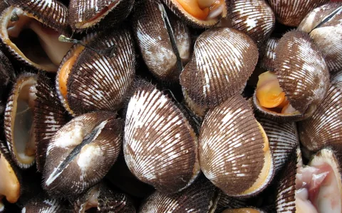 Dicht gestapelte braun gestreifte Muscheln, einige geöffnet und mit orangefarbenem Fleisch