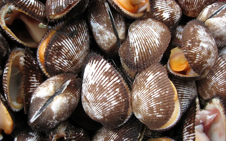 Dicht gestapelte braun gestreifte Muscheln, einige geöffnet und mit orangefarbenem Fleisch