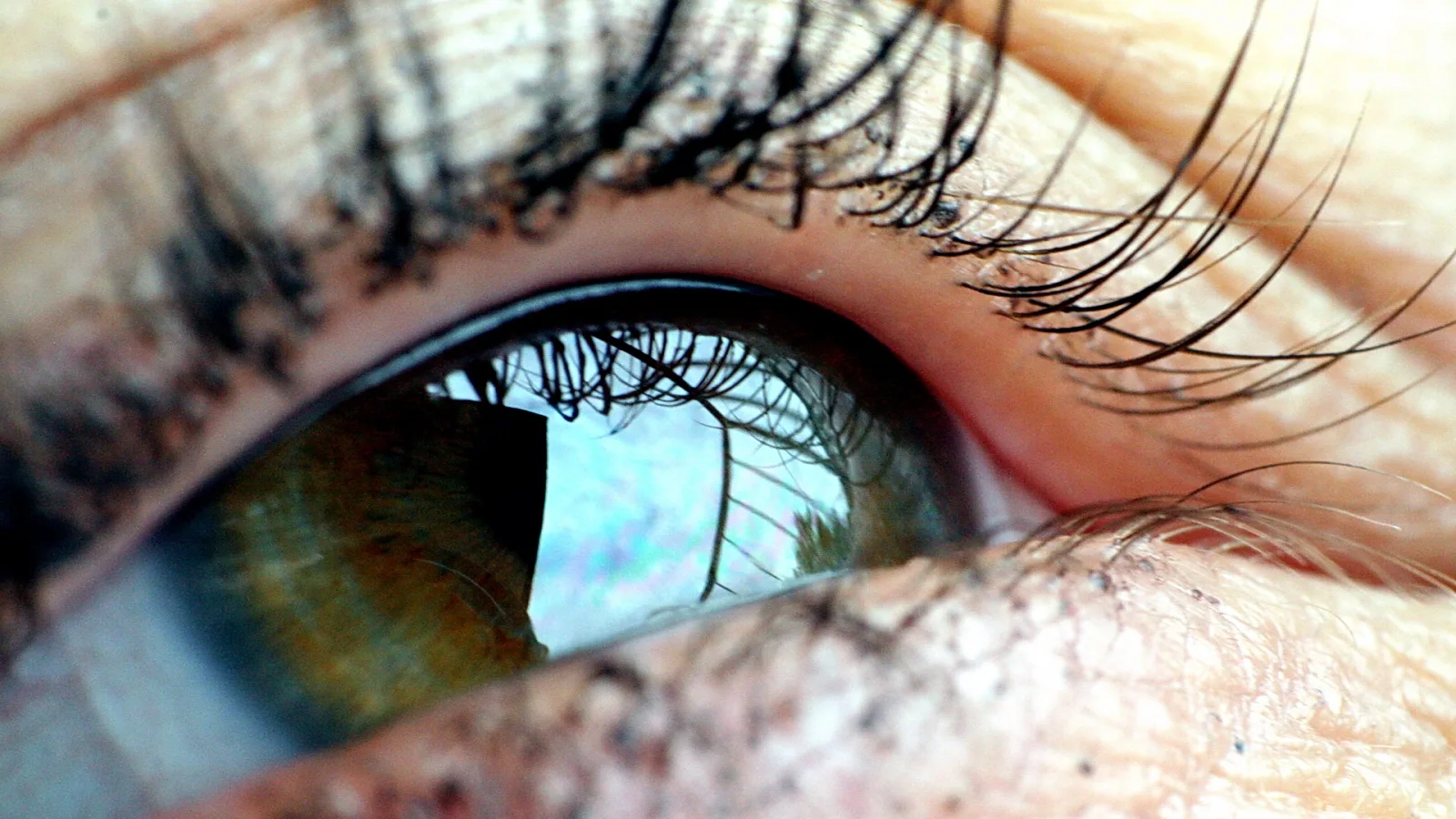 Nahaufnahme eines braungrünen Auges mit langen Wimpern; in der Iris spiegeln sich Himmel und Bäume.