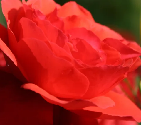 Nahaufnahme einer leuchtend roten Rose mit überlappenden Blütenblättern vor unscharfem grünem Hintergrund.