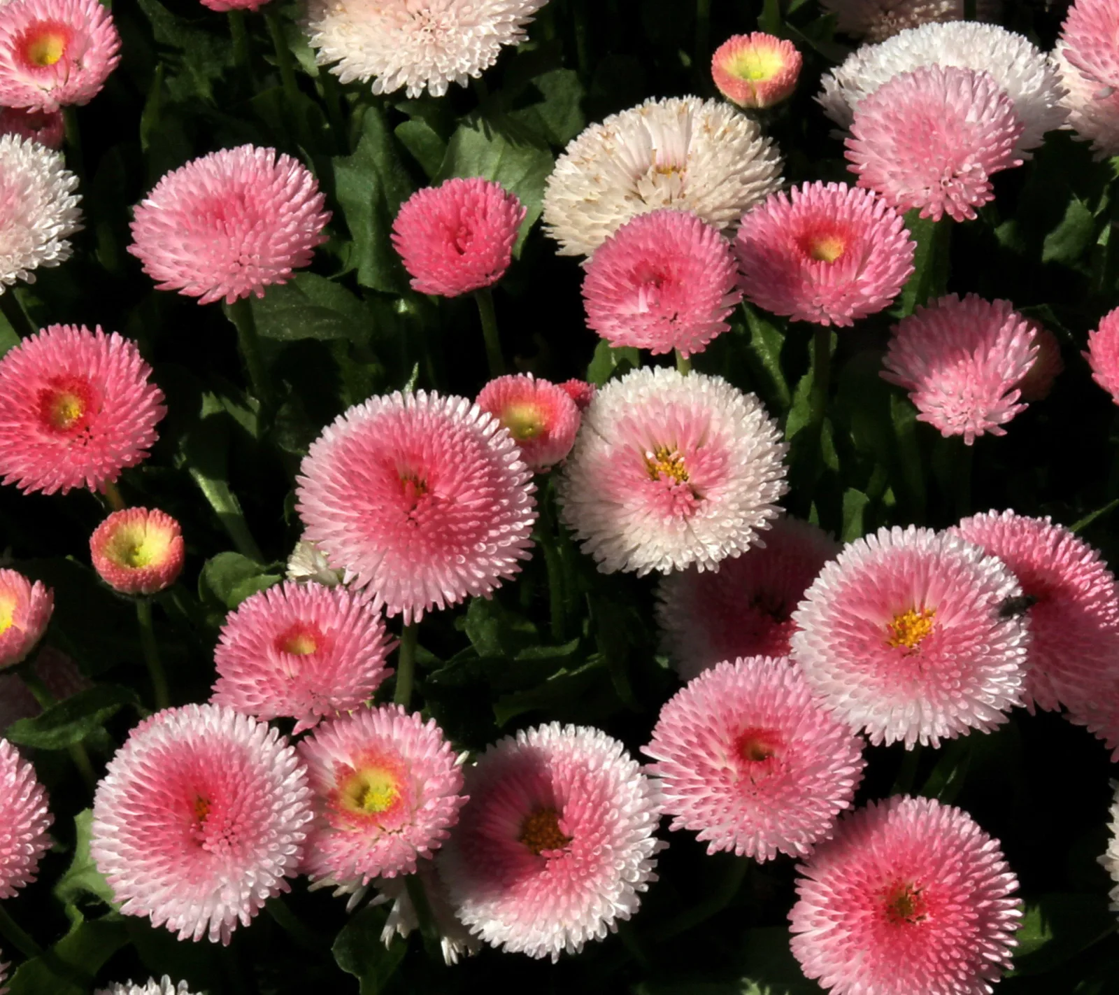 Dichtes Beet rosa und weißer Gänseblümchen mit gefüllten Blüten vor dunkelgrünem Laub