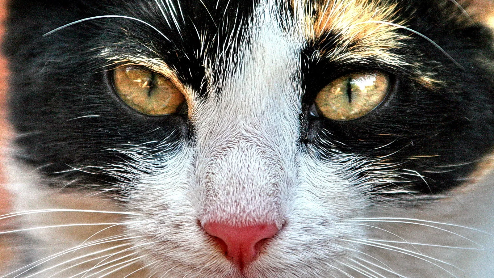Nahaufnahme des Gesichts einer schwarz-weiß-getigerten Katze mit goldgrünen Augen, rosafarbener Nase und langen Schnurrhaaren.