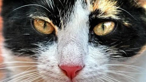 Nahaufnahme des Gesichts einer schwarz-weiß-getigerten Katze mit goldgrünen Augen, rosafarbener Nase und langen Schnurrhaaren.