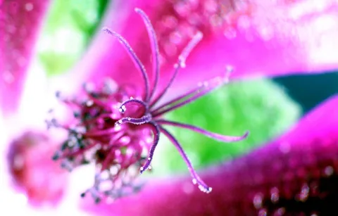 Makroaufnahme eines pinken Blütenstempels mit kleinen Wassertropfen vor unscharfem grünem und rosafarbenem Hintergrund.