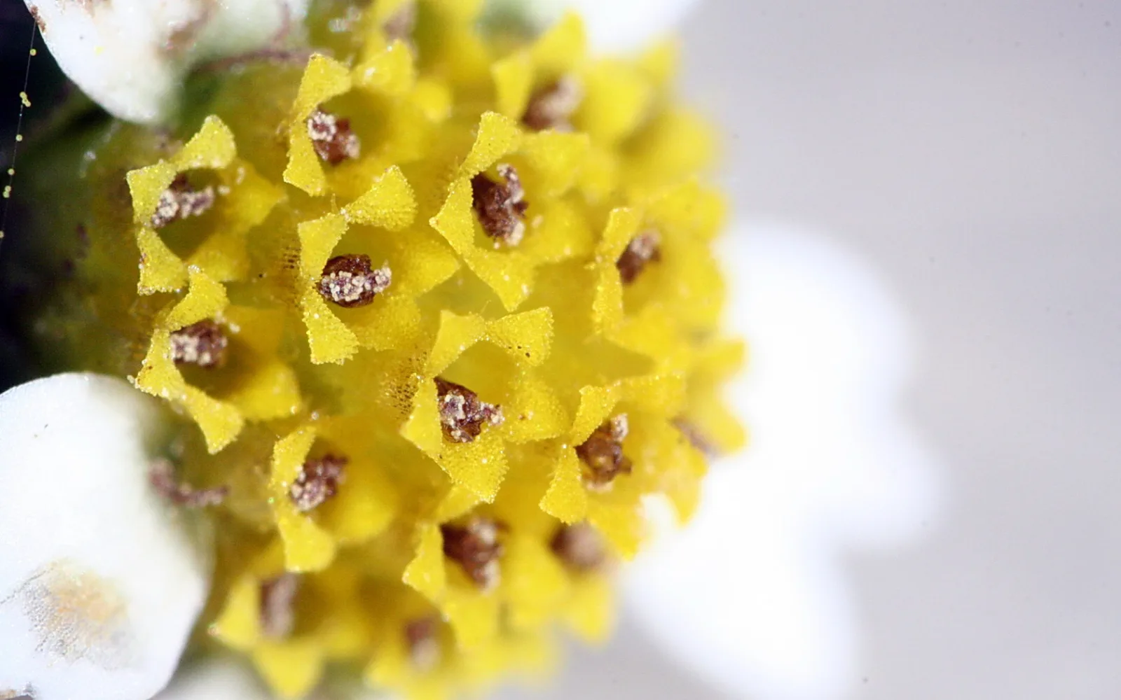 Makroaufnahme eines gelben Blütenstands mit braunen Staubbeuteln und Pollen vor weißen, unscharfen Blütenblättern.