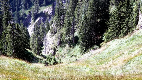 Sonnige Bergwiese mit hohem Gras, die zu einem dichten Nadelwald mit Fichten und einer hellen Felswand am Hang hinaufführt.