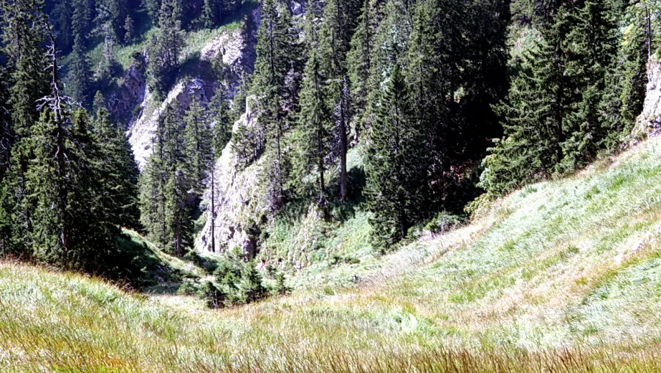 Sonnige Bergwiese mit hohem Gras, die zu einem dichten Nadelwald mit Fichten und einer hellen Felswand am Hang hinaufführt.