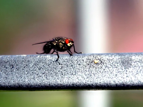 Eine dunkle Fliege mit roten Facettenaugen sitzt auf einer grau gesprenkelten Metallstange vor unscharfem grünem und rosafarbenem Hintergrund.